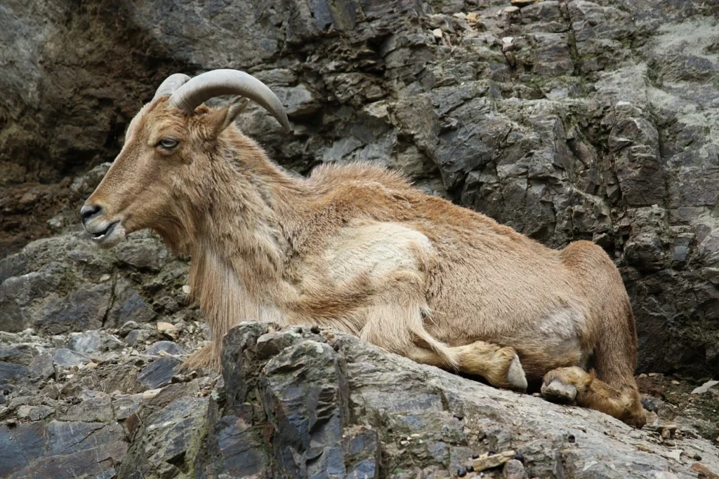 Polowanie w Hiszpani 1620px ammotragus lervia zoo praha 118jpg