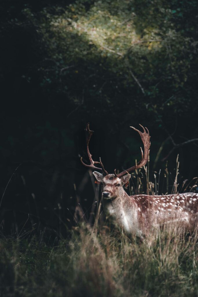 alexandre brondino q0vnouyceg8 unsplash