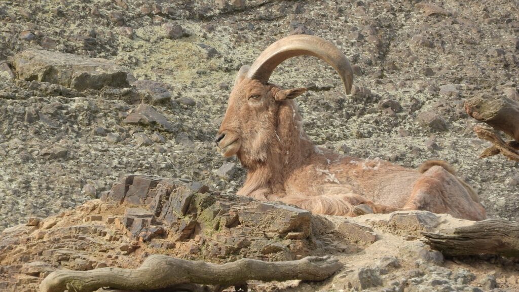 Polowanie w Hiszpani barbary sheep 3498266 1920