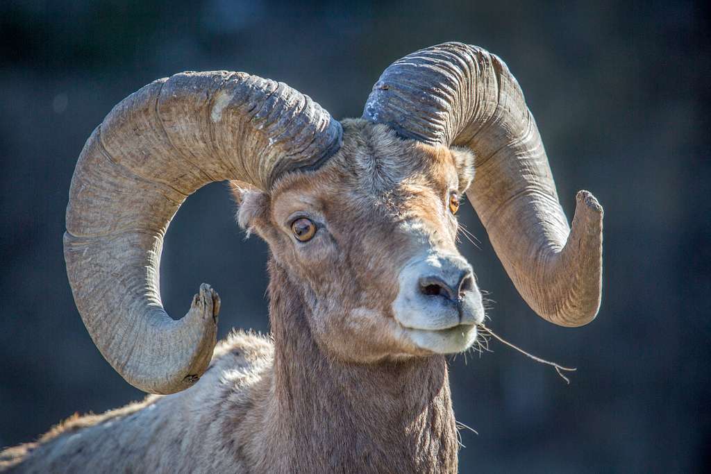 bighorn sheep lamar valley 534973 1024
