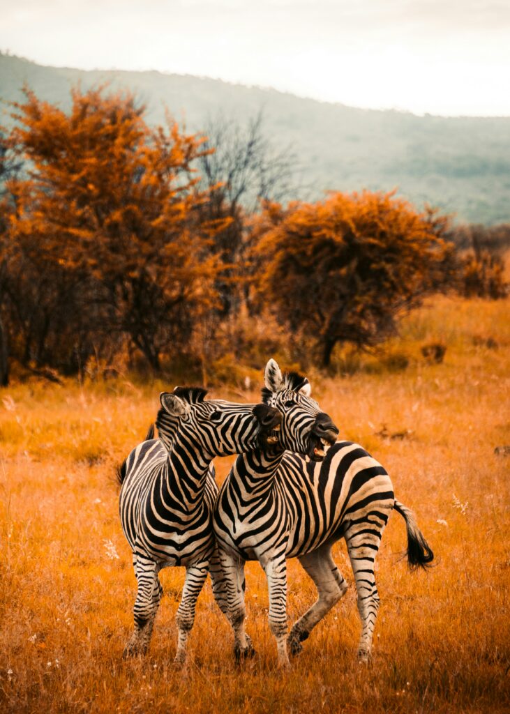 redcharlie 20qjpv5rx3s unsplash