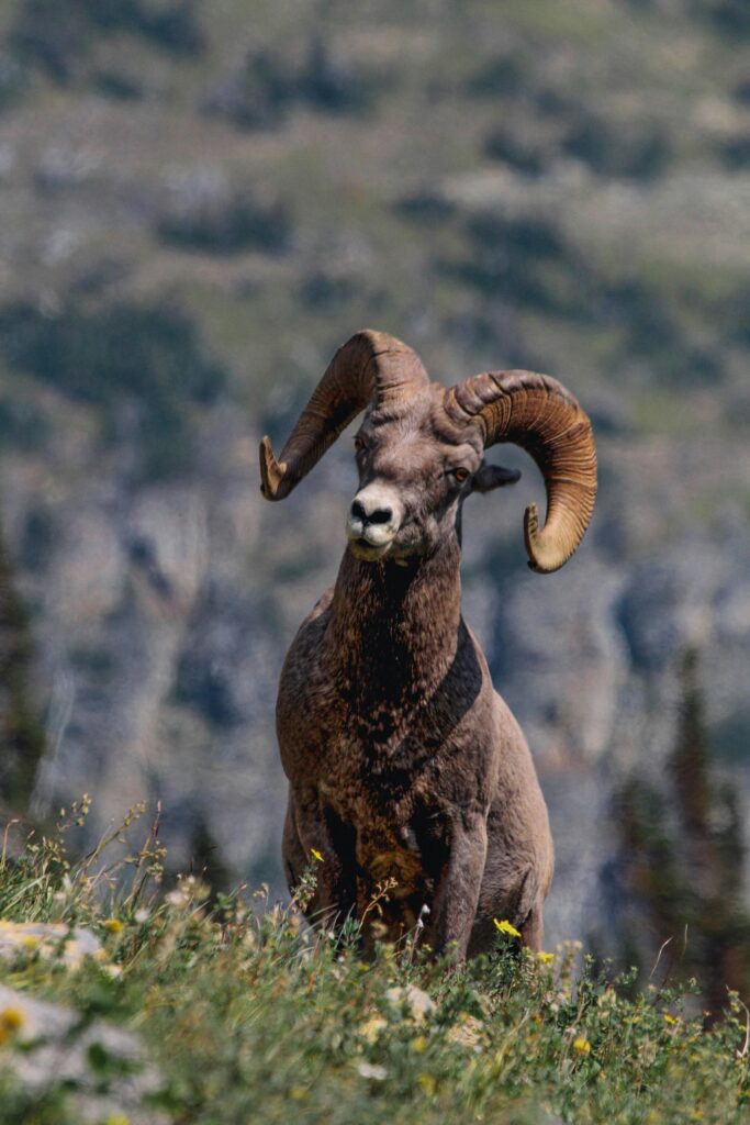 Polowanie w europie tyler donaghy azoe8pu1ub8 unsplash