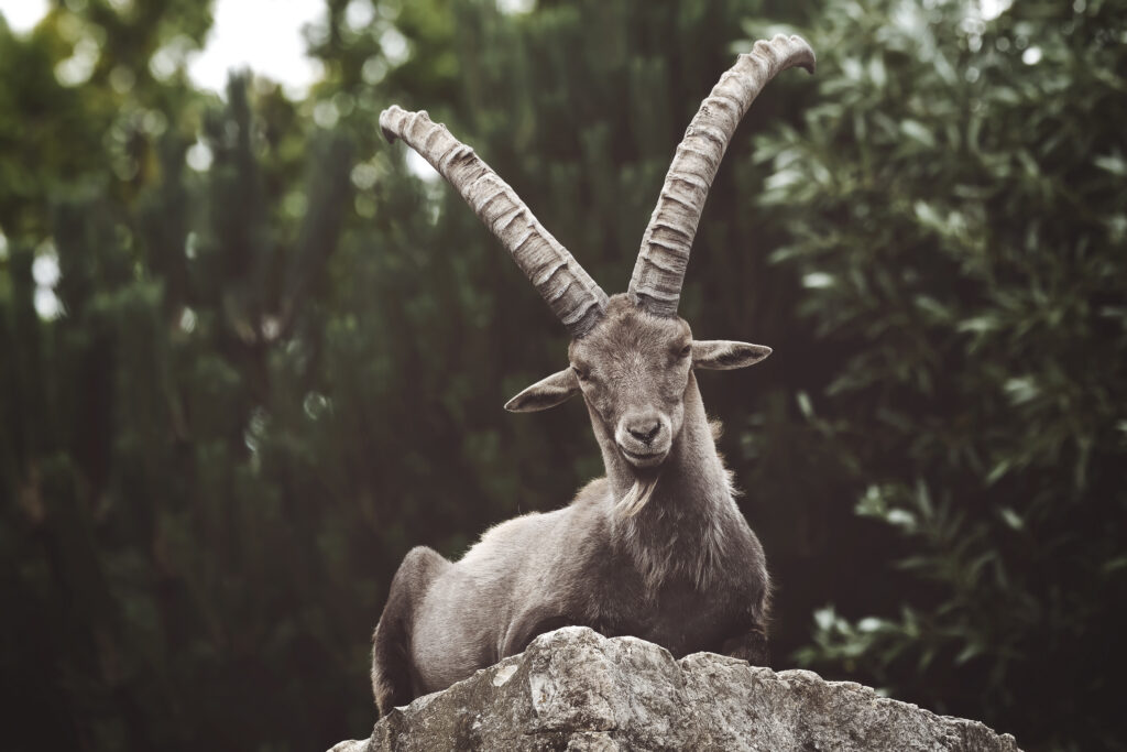 Polowanie w Hiszpani closeup of an ibex on a rock in the wilderness